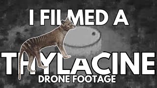 Tasmanian Tiger Thylacine filmed in 2023 on the mainland 1080p [upl. by Lectra]