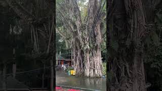 kalilangan resort shortvideo fypyoutube fypシ゚viral [upl. by Romeon]