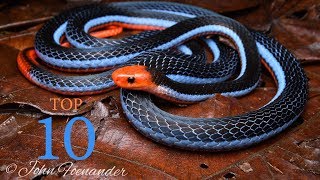 Top 10 Venomous Snakes  Cobras Corals Kraits [upl. by Ydennek585]