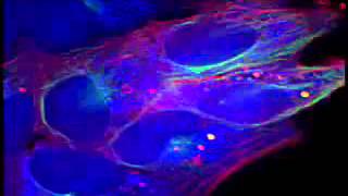 Cell Trace Mitosis [upl. by Fitz]