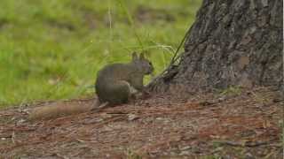 P1230020 20120703 Gray squirrel w red tail quotantingquot [upl. by Atiuqram]