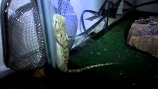 Our Bearded Dragon Sleeps Standing Up Against the Glass [upl. by Perce]