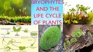 BRYOPHYTES AND THE LIFE CYCLE OF PLANT [upl. by Baumbaugh65]