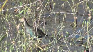 Juvenile Purple Gallinule [upl. by Oinigih102]