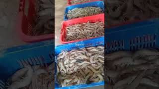 Proses packing udang vanamei digudang tambakudang udang vaname [upl. by Malo]