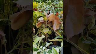 Acalypha wilkesiana flowergarden gardenplants gardening garden nature [upl. by Lasley]