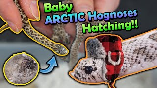 Baby Arctic Hognoses Hatching [upl. by Hyps]