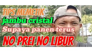 Panen Jambu Kristal  Cara Mudah amp Menyenangkan [upl. by Bonnibelle996]