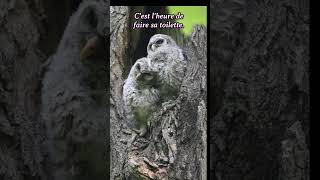 Ornithologie nature owl wildlife animaux birdslover [upl. by Htiduj]