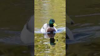 Mallard quacking duck sounds [upl. by Bullis135]