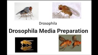 Drosophila Media Preparationgenetics practicalfyp Cssreview10M [upl. by Asenad]