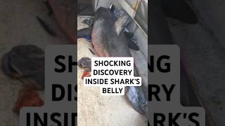 Vet Opens Sharks Stomach and Finds Something NO ONE Expected [upl. by Aicatsanna]