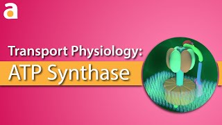 Transport Physiology 3D ATP Synthase ATPase [upl. by Mirisola76]