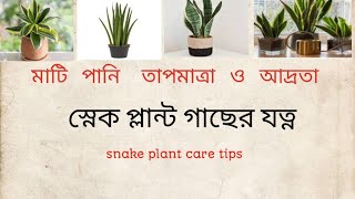 স্নেক প্লান্ট গাছের যত্ন কিভাবে নিবেনsnake plant care tips [upl. by Brantley]