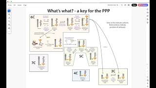 Following the Pentose Phosphate Pathway  what the heck’s going on… [upl. by Hausner]