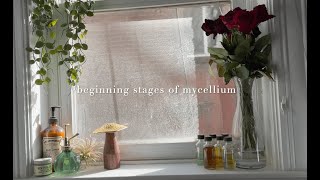 beginning stages of mycellium [upl. by Hesketh]