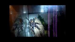 Tarantula Nighttime Video 3 [upl. by Beebe]