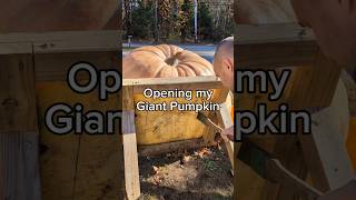 Lighting Cub will be a jackolantern 🎃 giantpumpkin asmr halloween gardening pumpkin plants [upl. by Ut856]