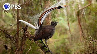 Male Lyrebird Manipulates Female Into Mating [upl. by Jeffy]