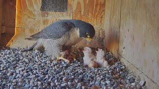 Diamond feeding to two hungry mouths  FalconCam Project  Oct 6 2024 [upl. by Ayaros]