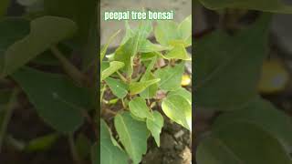 peepal tree bonsai nature bonsaitree [upl. by Hahseram]