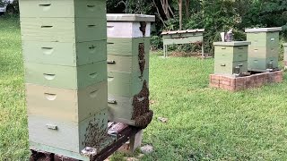 Installing a swarm in a queenless colony to make more honey Harvest time soon Hive Checks 050424 [upl. by Araem]