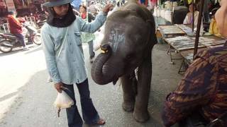 Morning Market  Nakhon Nayok  Thailand 2012 [upl. by Brewer]