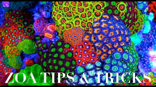 Zoanthid Care 101 [upl. by Ear]