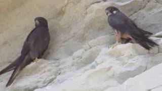 Eleonoras falcon Falco eleonorae Gene 1839  Μαυροπετρίτης  Cyprus [upl. by Ahtnamys]