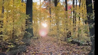 Canada Fall Leaf Colours 🇨🇦 Forest Walk [upl. by Nylsirhc]