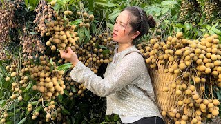 Harvesting Longan Bring to the market to sell  Cooking  Vàng Hoa [upl. by Rapsag572]