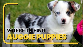 Where to Find Auggie Puppies for Sale [upl. by Anah]