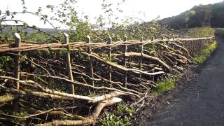 Hedgelaying at Wrotham [upl. by Salbu]