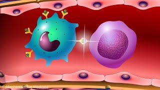 Vaccines and the Immune Response How Vaccines Work [upl. by Janetta]