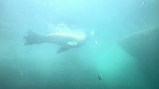 Steller Sea Lion buzzes me at the Alaska Sea Life Center [upl. by Neirol]