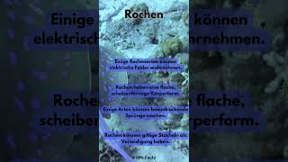 5 Fakten über rochen shorts [upl. by Zelten]