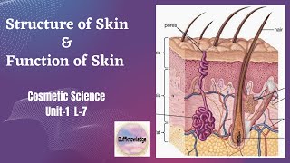 Structure of Skin and its Function  Cosmetic Science 8th sem Unit1 L7 BPharmacyBuffknowledge [upl. by Peyton]