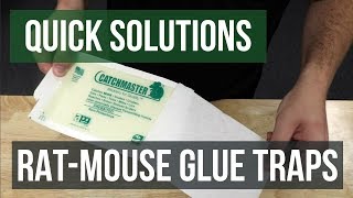 Quick Solutions How to Use Rat amp Mouse Glue Traps [upl. by Gable449]