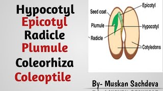 Radicle Plumule Epicotyl Hypocotyl Coleoptile and Coleorhiza in seed [upl. by Lazor65]