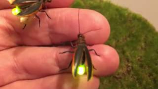 Firefly Lighting Bug props [upl. by Carrissa]