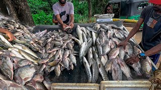 Catch of the Day Biggest Street 100kg Fish Market  Green Chromide  Tilapia Murrel Fish Cutting [upl. by Llebanna630]