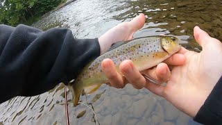 Fly Fishing Beaverkill River Roscoe NY [upl. by Elak]