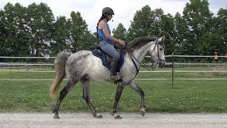 Does your horse go too fast Use head down to slow down [upl. by Ettolrahc]