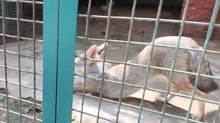 Gwalior Zoo vlog 2024 😰 Foxes 🥰 Part12 [upl. by Corty]