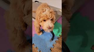 Labradoodle Puppy Training [upl. by Elsbeth]