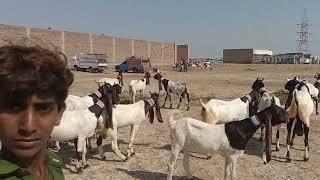 Goat breeds in Sindh [upl. by Connor115]