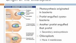 Biology 2 Lecture 7 Protists [upl. by Aikimat438]