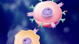 The Immune Response HD Animation [upl. by Flight]