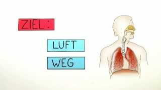 Atmung Der Weg durch den Körper  Biologie  Humanbiologie [upl. by Drofdeb263]