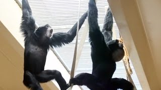 Siamang Gibbons howling and playing [upl. by Gussi]